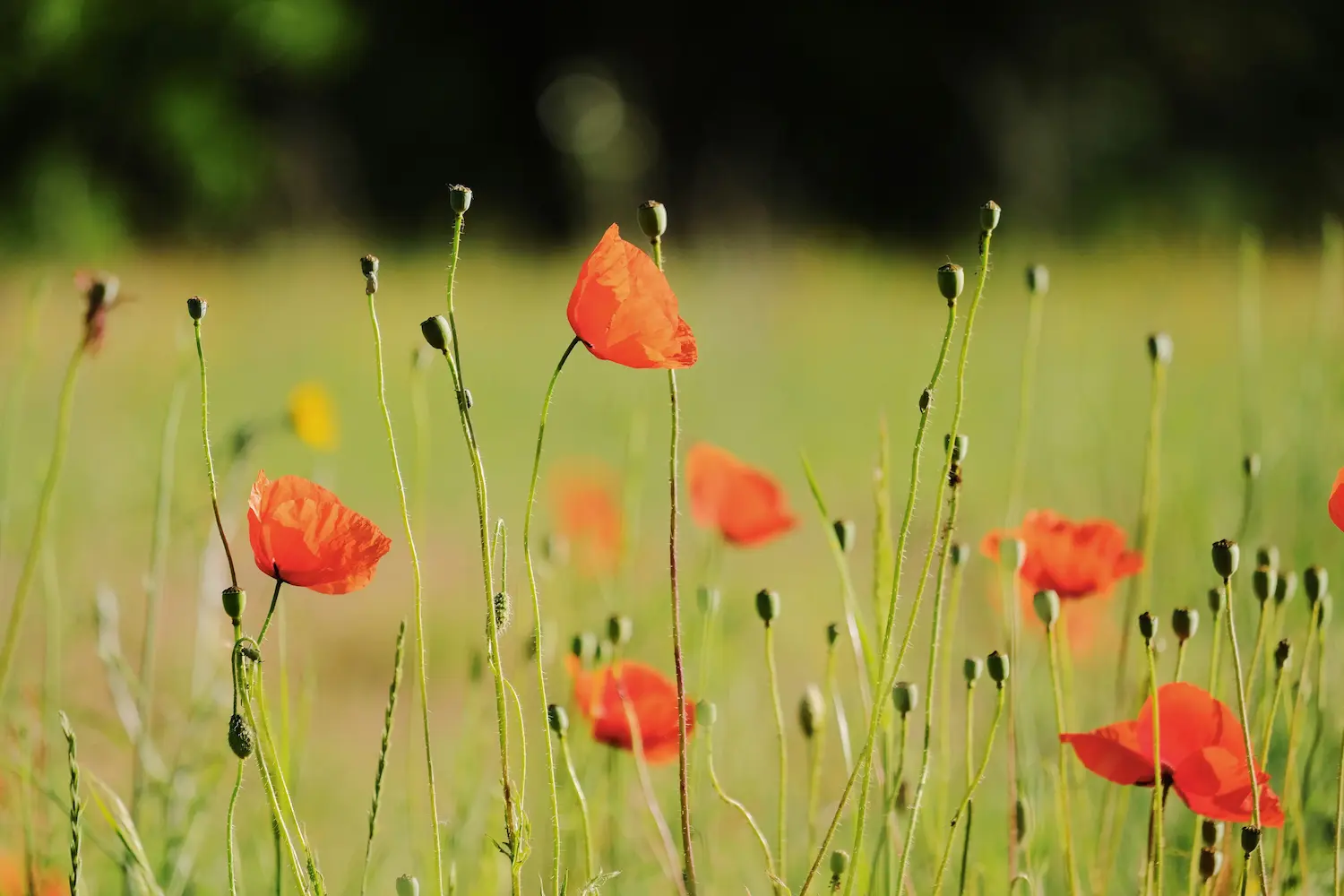 Finding Purpose in the Waiting