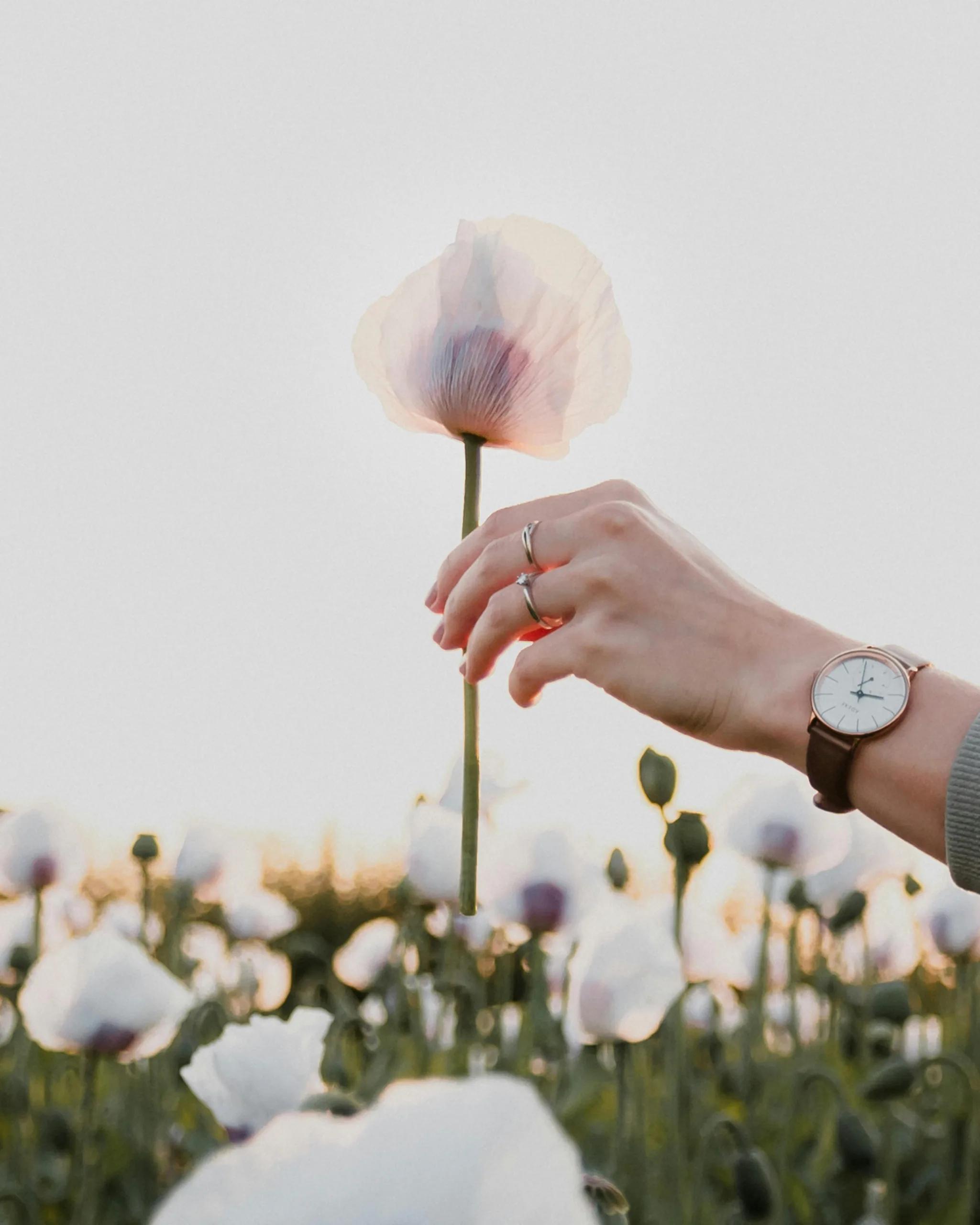 Woman with a watch holds a pink poppy