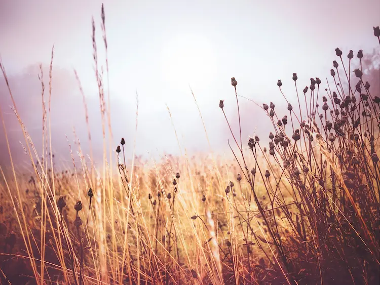 Finding Purpose Amidst Broken Dreams