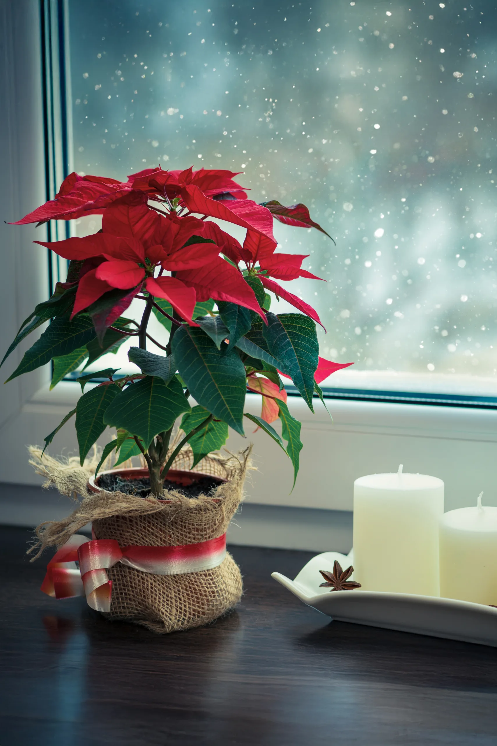 December Prayer Calendar 31 Days of Joyful Prayers